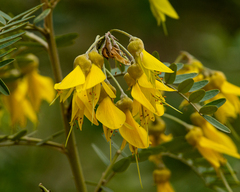 Sophora macrocarpa