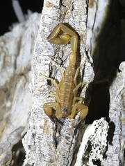 Centruroides nitidus