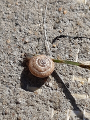 Xeroplexa intersecta