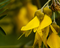 Sophora macrocarpa