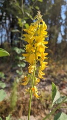 Crotalaria pallida