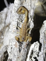 Centruroides nitidus