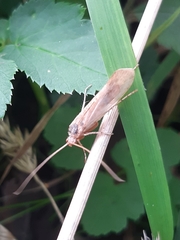 Limnephilus