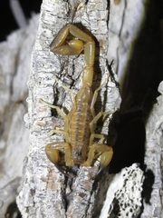 Centruroides nitidus