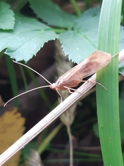 Limnephilus