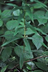 Polygonatum verticillatum