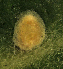 Hemiberlesia rapax