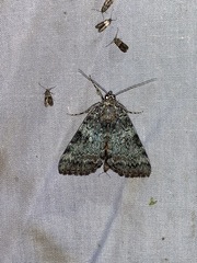 Catocala connubialis