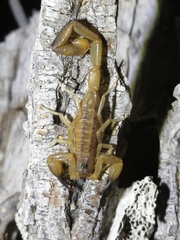 Centruroides nitidus