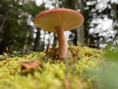 Russula rosacea