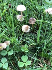 Panaeolus foenisecii