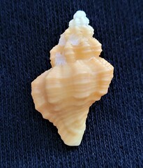 Hesperisternia multangulus