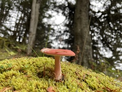 Russula rosacea