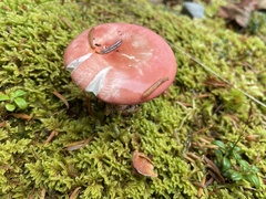 Russula rosacea