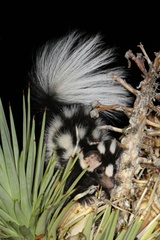 Spilogale gracilis