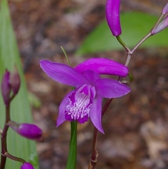 Bletilla striata