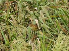 Acrocephalus orientalis