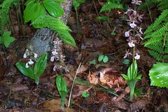 Calanthe discolor