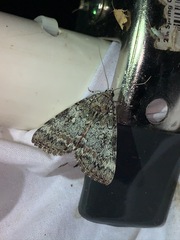 Catocala connubialis