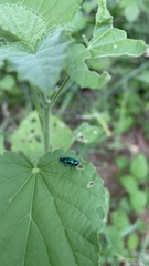 Agrilus acutus