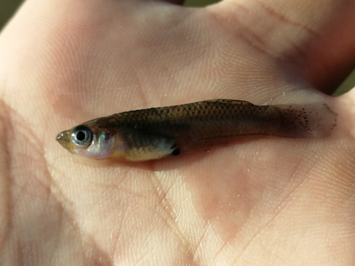 Hispaniolan gambusia (Gambusia hispaniolae) — Poeciliidae — 2