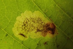 Cameraria ohridella