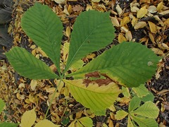 Cameraria ohridella