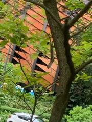 Hemidactylus frenatus