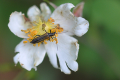 Oedemera pthysica