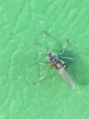 Tuberolachnus salignus