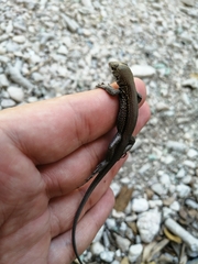 Pholidoscelis chrysolaemus