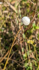 Eriocaulon