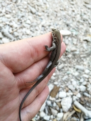 Pholidoscelis chrysolaemus