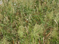 Acrocephalus orientalis