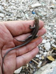 Pholidoscelis chrysolaemus