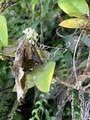 Daphnopsis philippiana