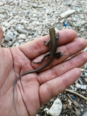 Pholidoscelis chrysolaemus