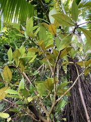 Daphnopsis philippiana