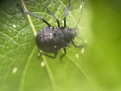 Halyomorpha