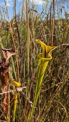 Sarracenia flava