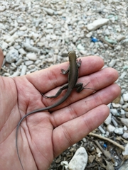 Pholidoscelis chrysolaemus