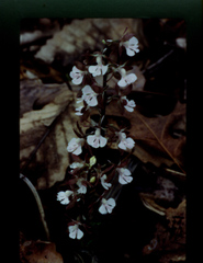 Calanthe discolor