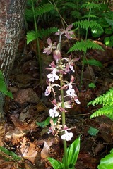 Calanthe discolor