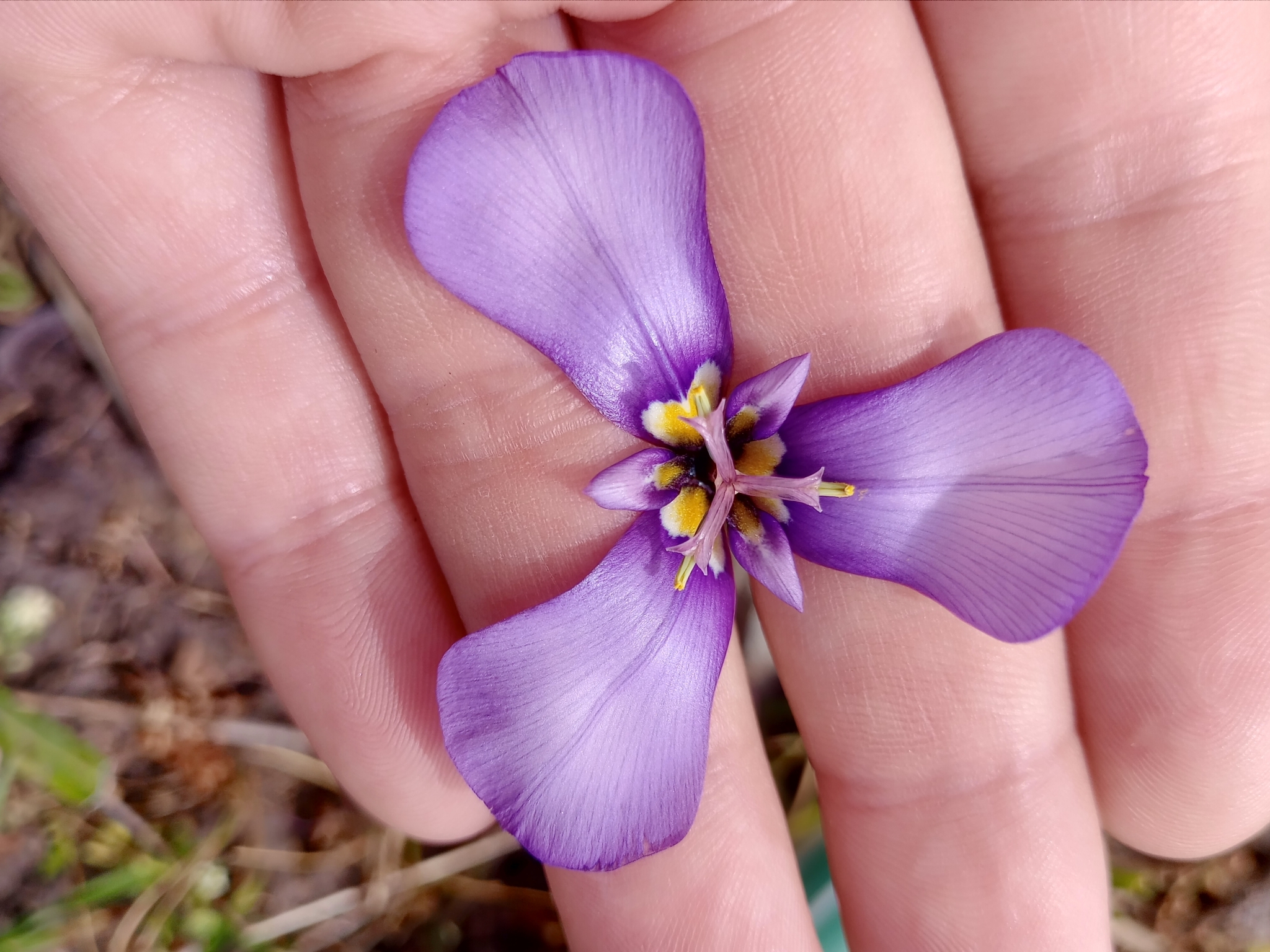 Herbertia amatorum