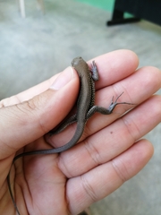 Pholidoscelis chrysolaemus