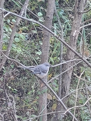 Mimus polyglottos polyglottos