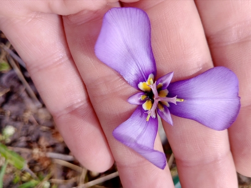Image of Herbertia Amatorum (Herbertia amatorum) by (c) Dinorath Echandía Moreira, some rights reserved (CC BY)