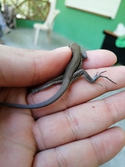 Pholidoscelis chrysolaemus