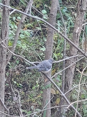 Mimus polyglottos polyglottos