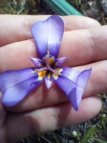 Image of Herbertia Amatorum (Herbertia amatorum) by (c) Dinorath Echandía Moreira, some rights reserved (CC BY)